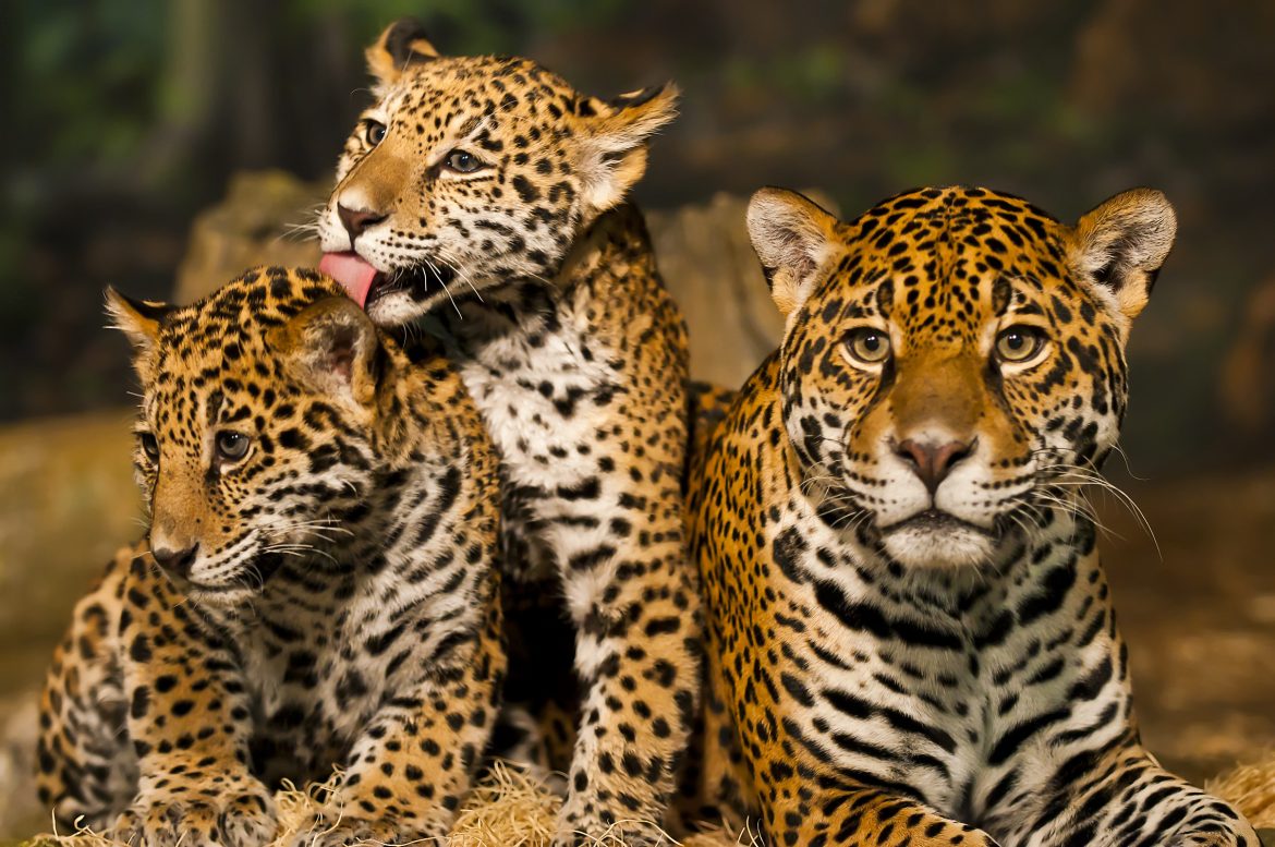 Celeste Shines: Costa Rican Jaguar Wins Hearts in Global Animal Personality Contest