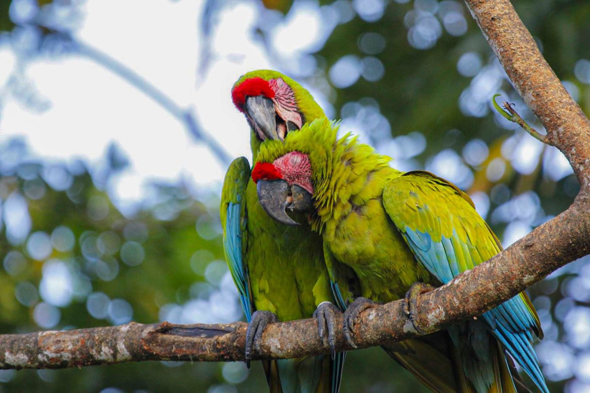 Huawei’s TECH4ALL Initiative Revolutionizes Conservation Efforts for Costa Rica’s Endangered Green Macaw