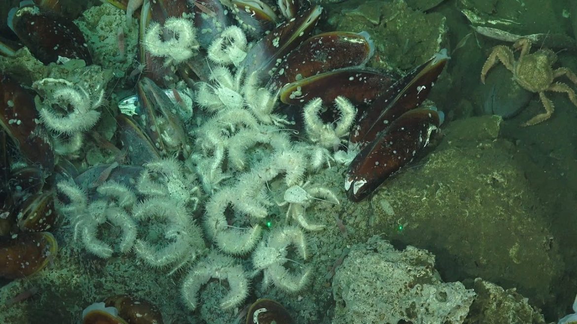 Unveiling the Deep: Costa Rica’s Methane Seeps Reveal Hundreds of Mysterious Marine Species
