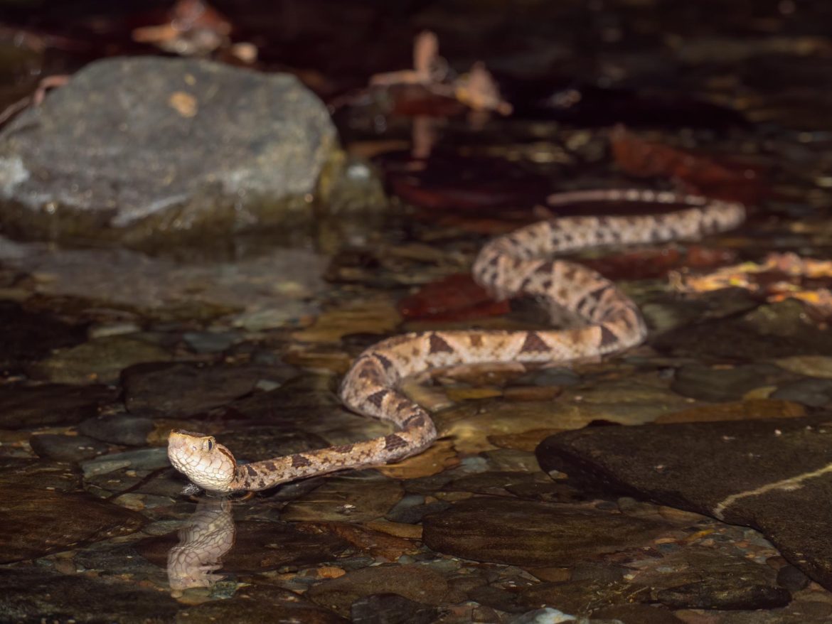 Costa Rica’s Most Dangerous Animals: A Guide to Navigating Wildlife with Caution