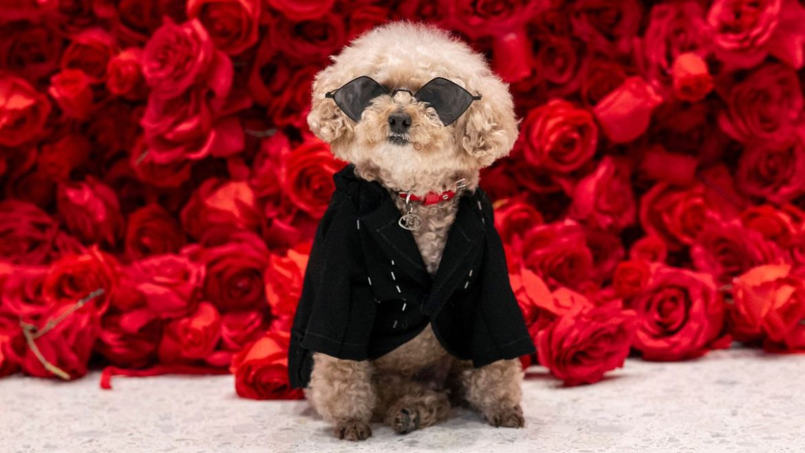 Pawshionistas Unleash Glamour at New York’s Pet Gala: A Canine Couture Extravaganza