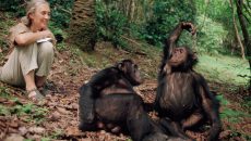 Jane Goodall chimpanzees