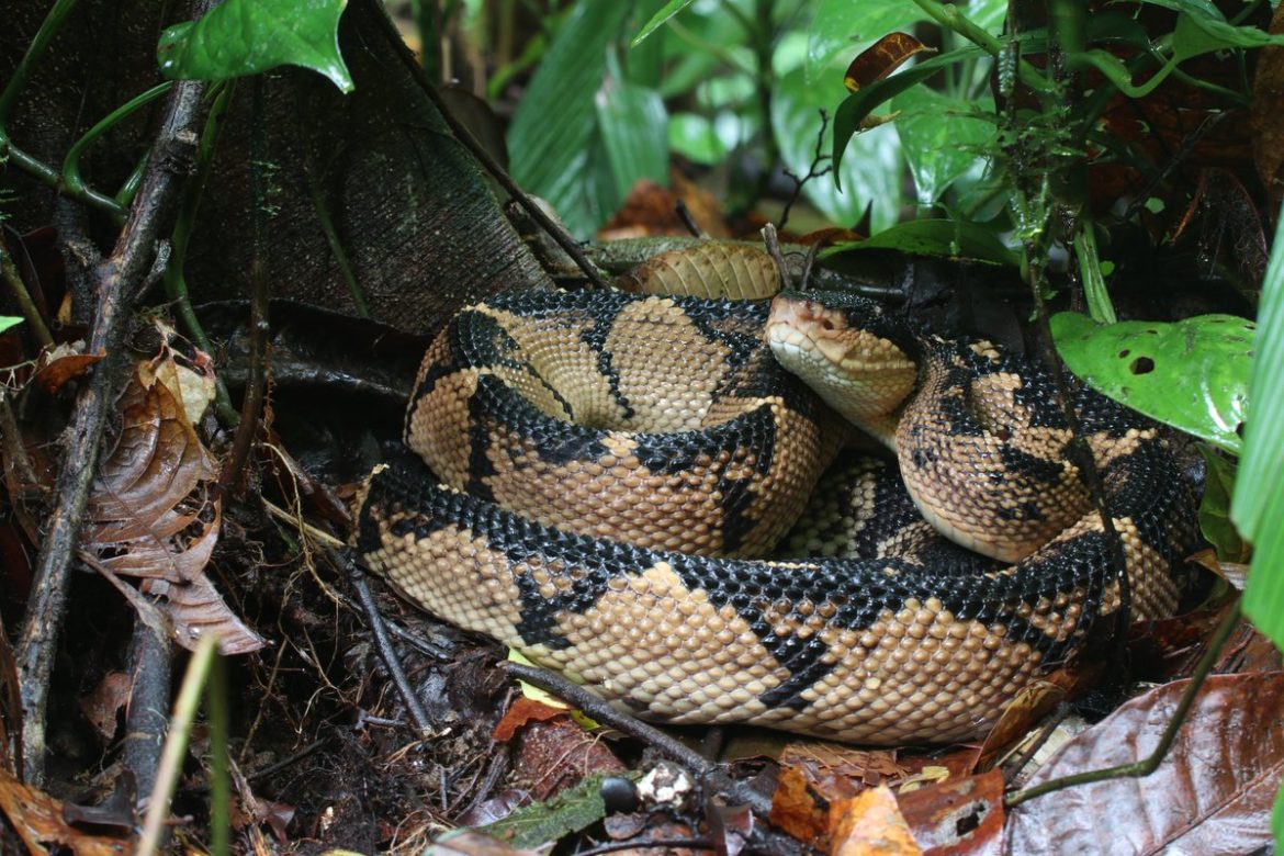 Rare Venomous Snake in Costa Rica