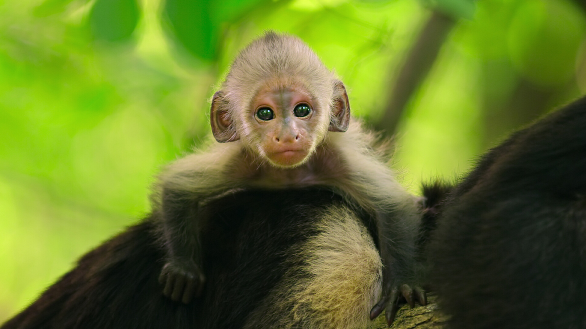 Emmy Glory for ‘Wild Babies’: A Cinematic Ode to Costa Rica’s Wildlife Wonders