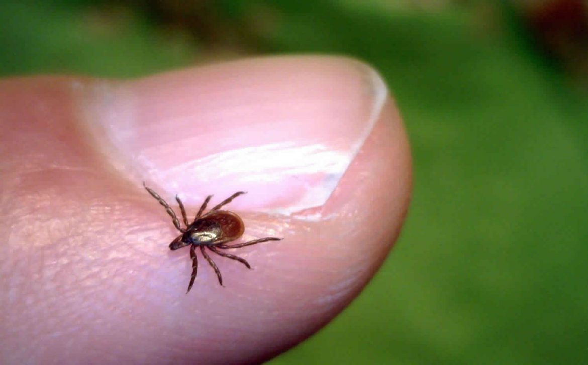 Understanding Rickettsiosis: A Rare But Deadly Disease in Costa Rica