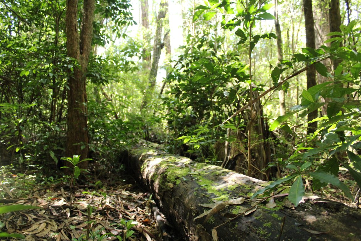 Breathing Life into Costa Rica: A Reforestation Crusade Takes Root in Tamarindo