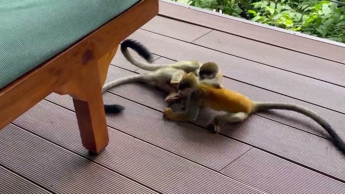 Urban Jungle: The Wild Side of Costa Rica’s City Life