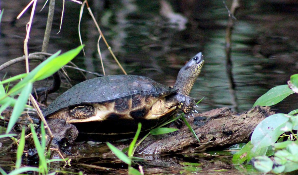 Costa Rican Authorities Nab Local for Trafficking Exotic Wildlife Including Emus and Turtles