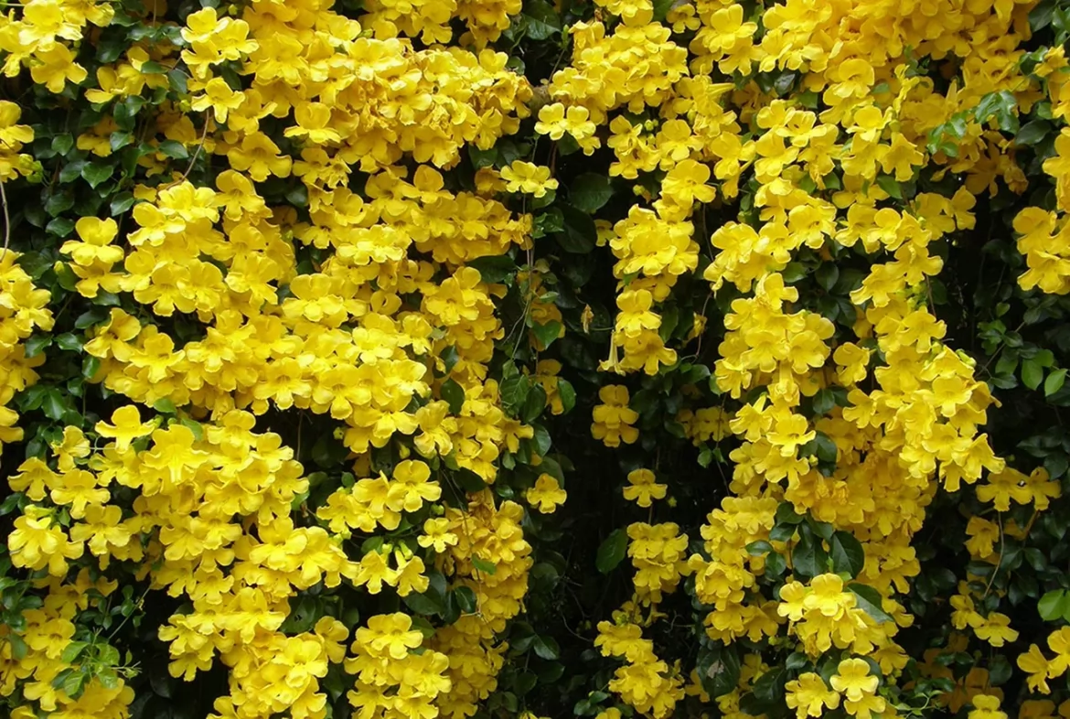 Understanding the Benefits of Cat’s Claw: A Natural Wonder in Costa Rica