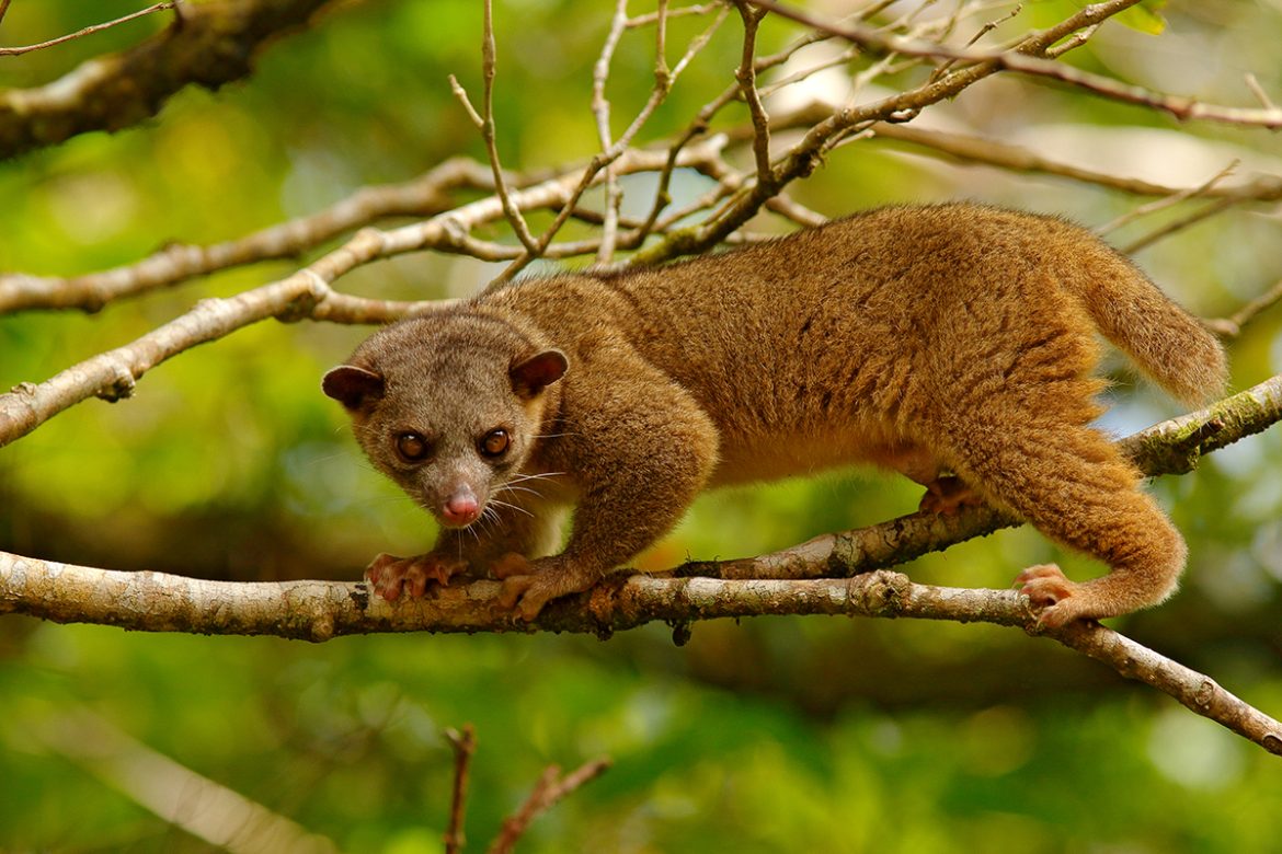Costa Rica’s Incredible Wildlife: A Journey Through Its Most Fascinating Creatures
