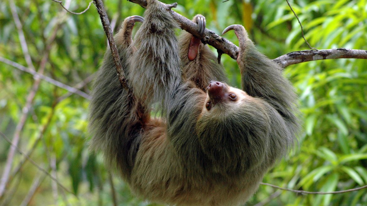 The Abundant Wildlife of Costa Rica