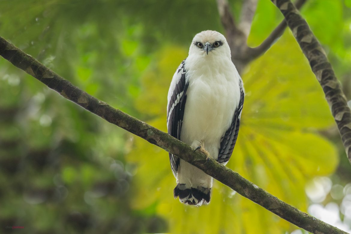 Hundreds of Species of Birds at Risk in Costa Rica