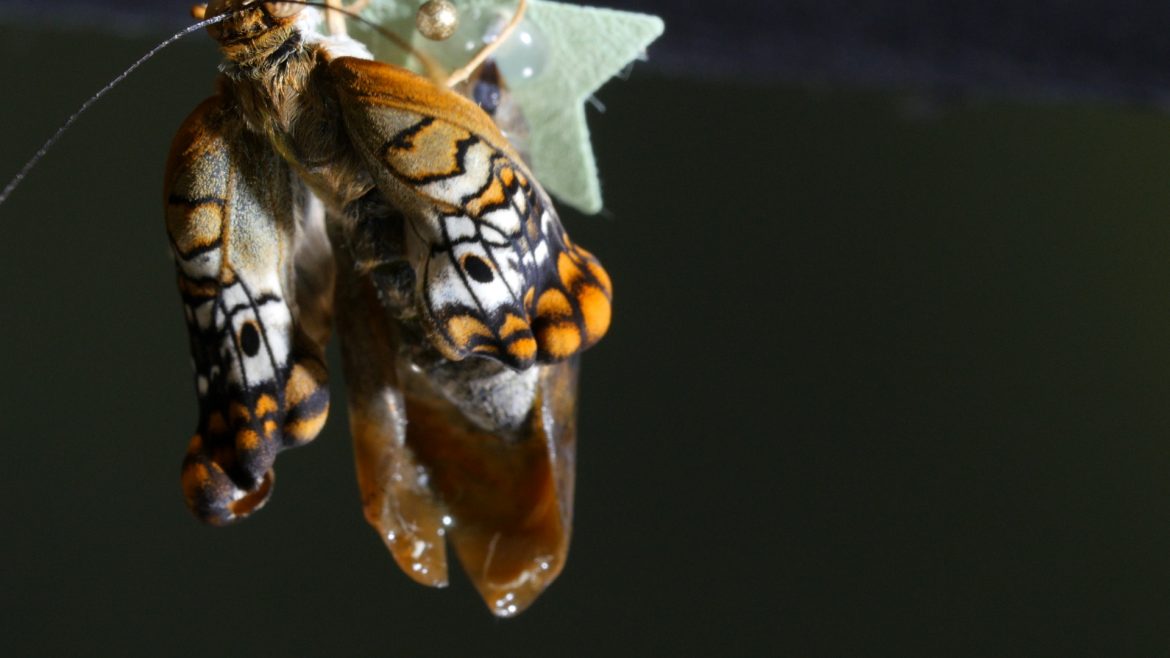 Exporting Butterflies from Costa Rica