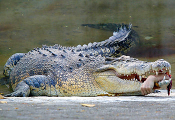 costa rica crocodile attacks