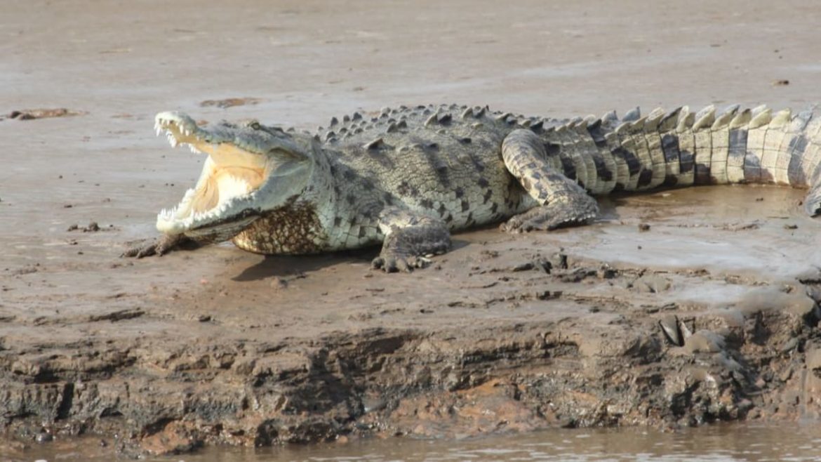 Unbelievable Encounter: Costa Rican DJ Stumbles Upon Giant Crocodile During Leisurely Stroll on Jacó Beach (Video)