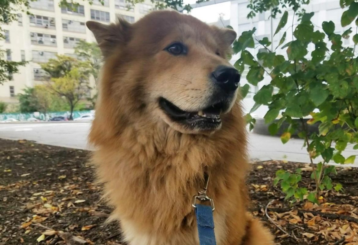 Flight To Costa Rica Turned Around After Dog Escapes