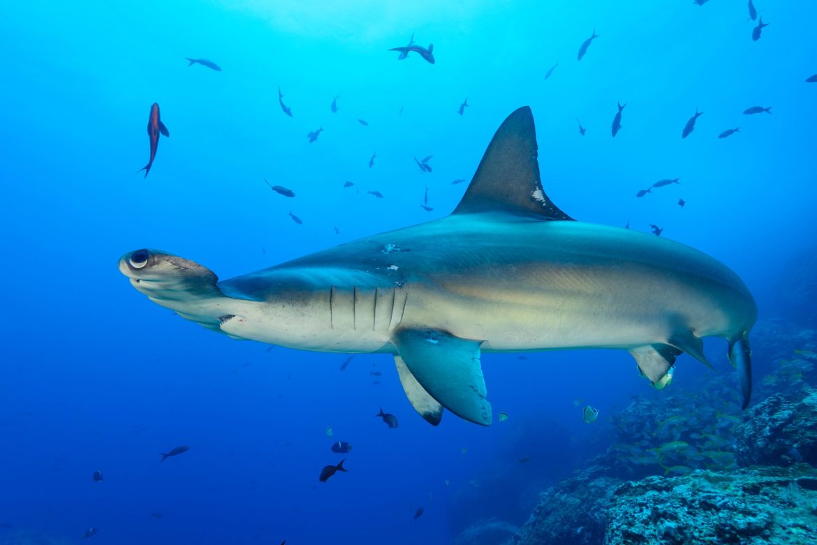 Shocking Inaction! Costa Rica Fails to Protect Its Endangered Sharks: International Conservation Group Demands Immediate Measures