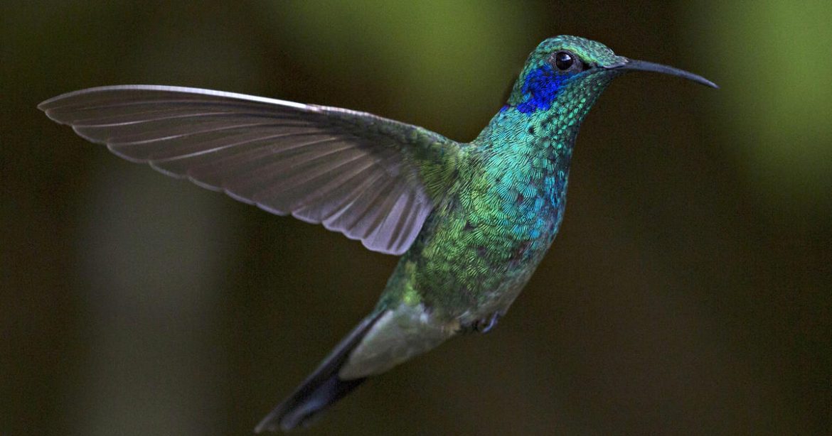 Costa Rica’s 50 Species of Hummingbirds