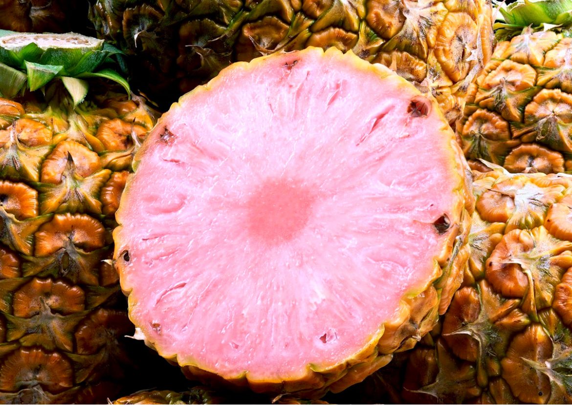 Illicit Pink Pineapple Farms Found in Costa Rica: A Breach of Exclusive Rights