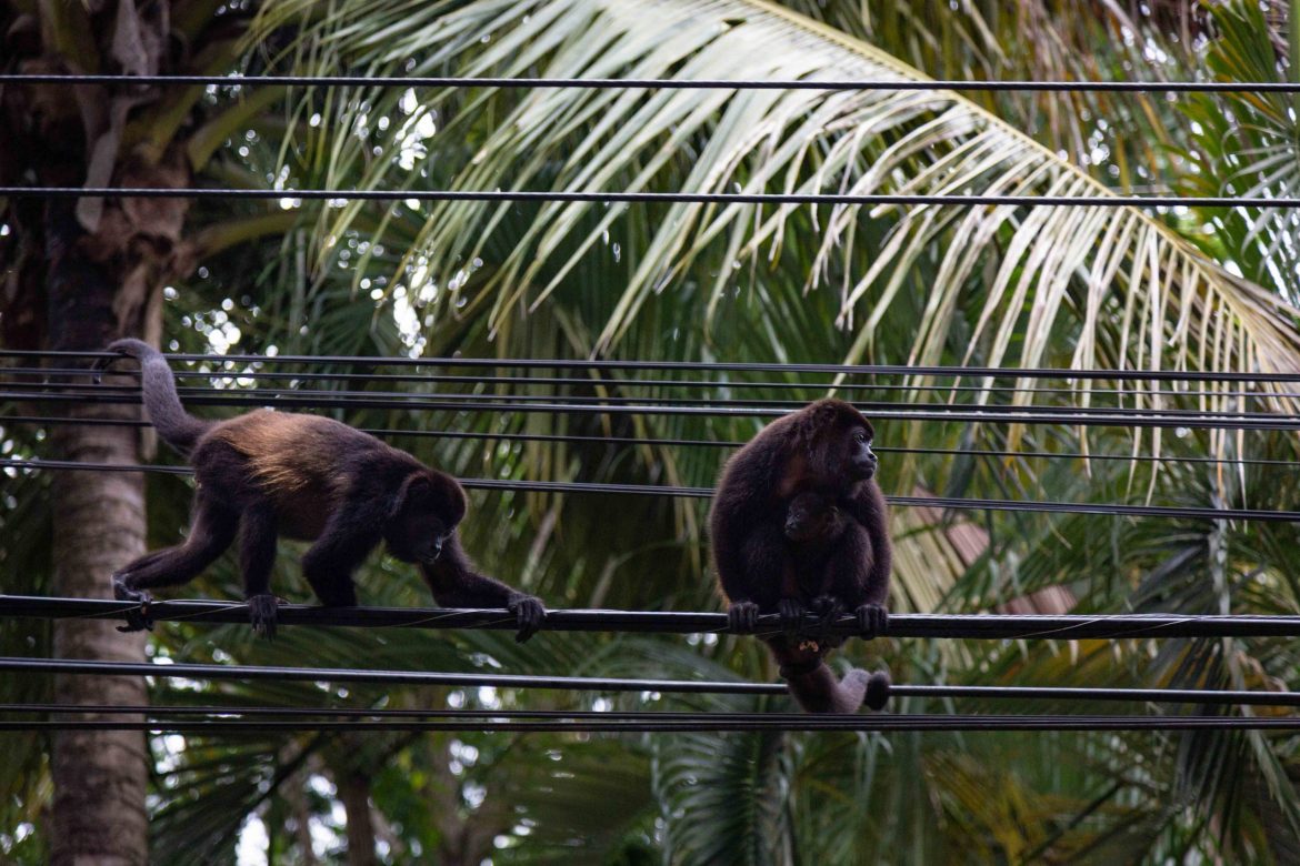 Costa Rican Power Lines vs. Wildlife: A Shocking Reality Sparks Change