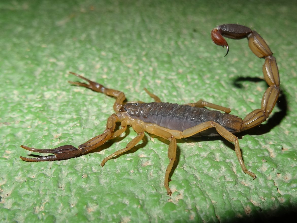 When Scorpions Get In Your Suitcase in Costa Rica?