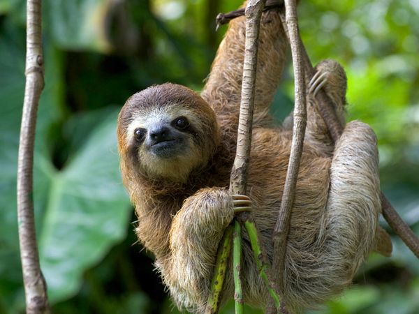 costa-rica-sloth