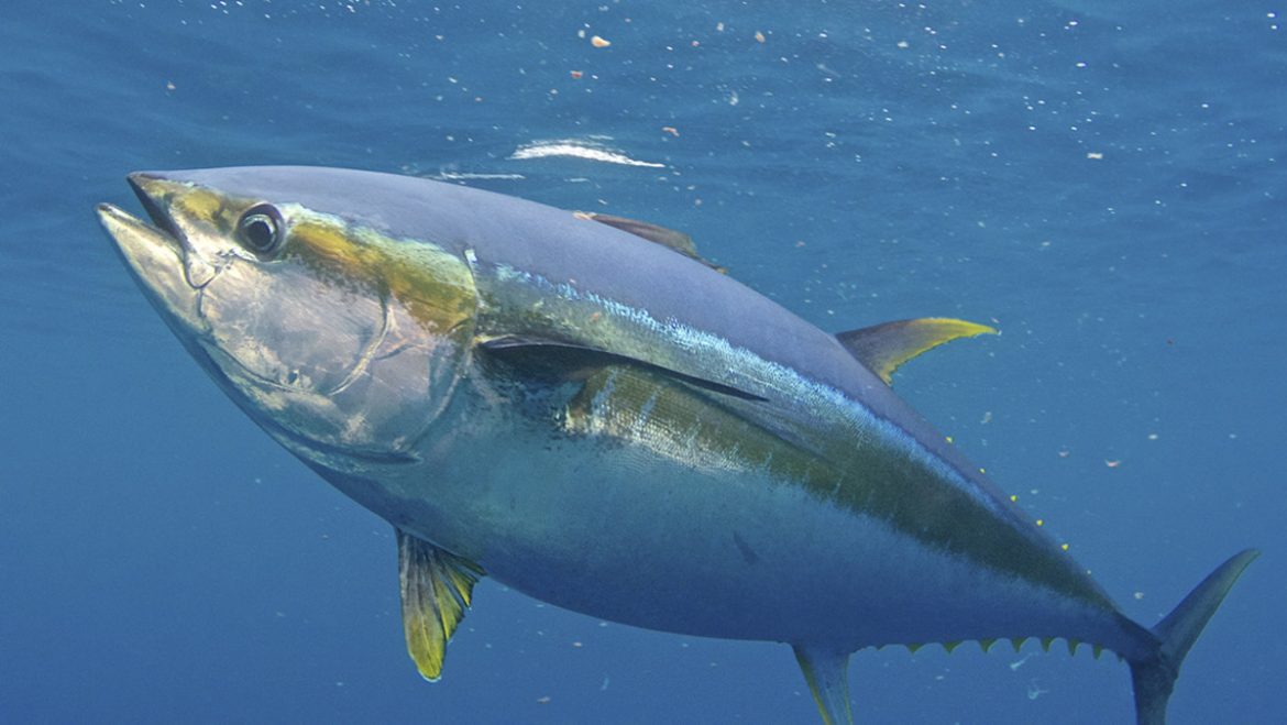 Costa Rica’s Ocean Bounty: A Guide to the Country’s Most Popular Fish