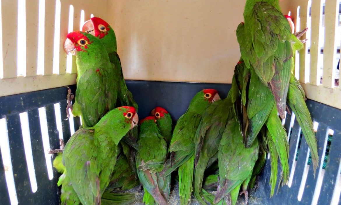 Costa Rica’s Biodiversity Info: A Treasure Trove for International Smugglers