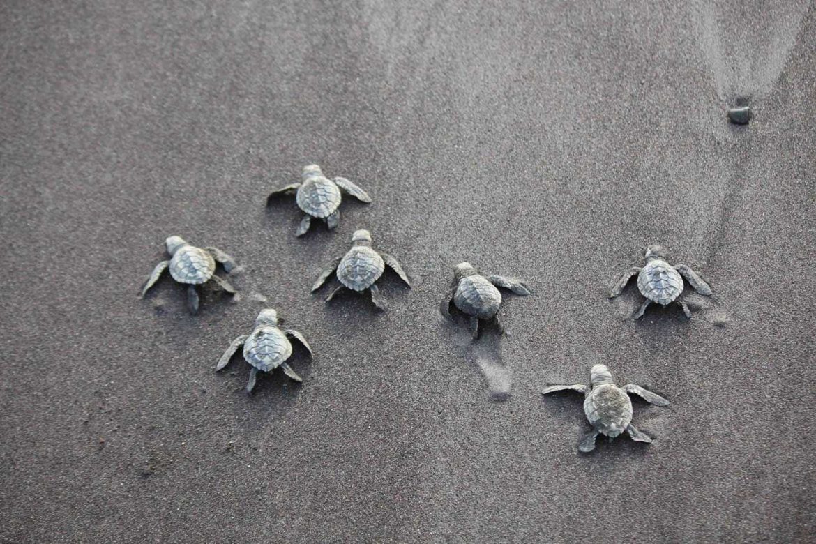 Wild Wonders Await: Discover Costa Rica’s Unmissable Animal Encounters