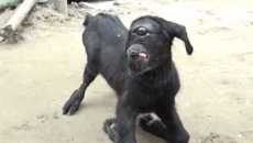 cyclops kid goat 1