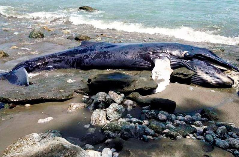 dead whale costa rica