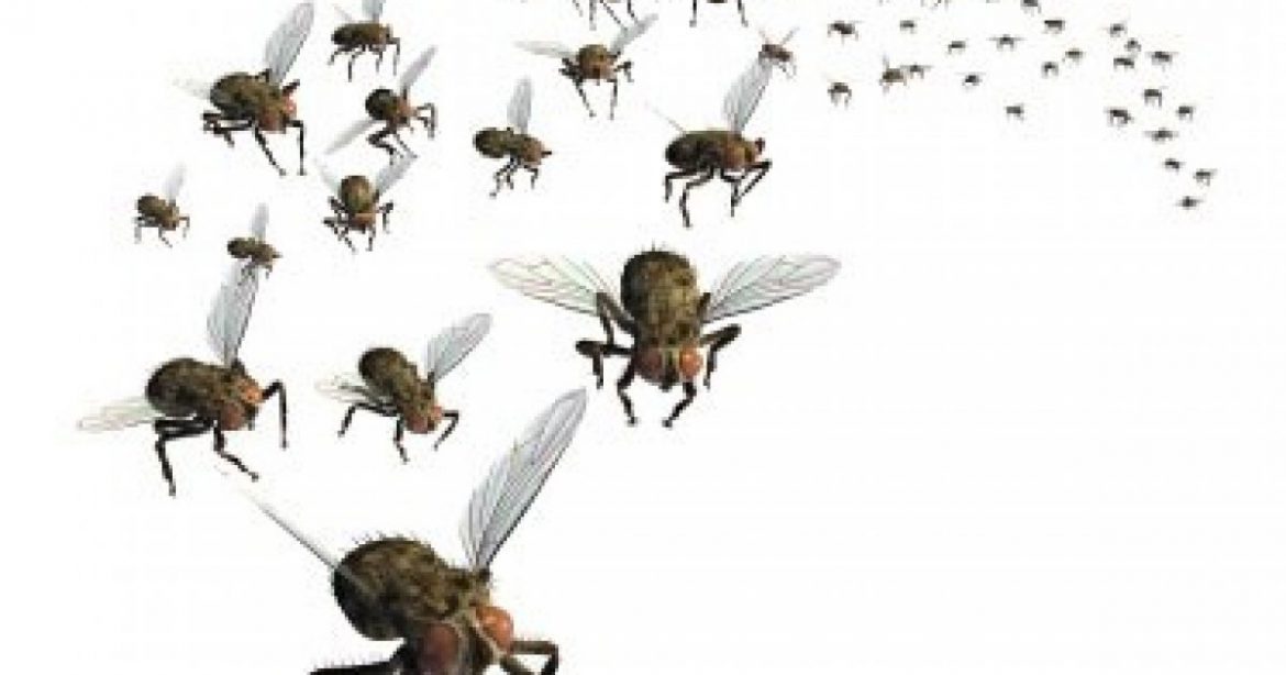 Tormented by Demonic Flies