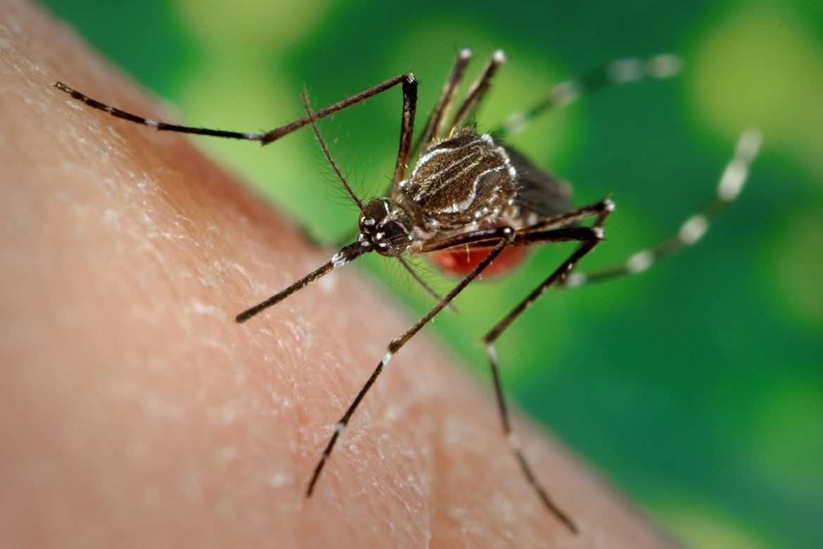 Costa Rica Declares War on Dengue: A Riveting Campaign Unleashed