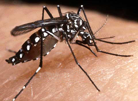dengue virus costa rica