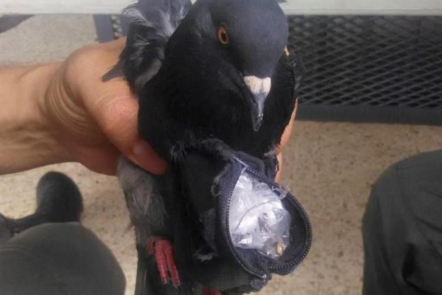 drug smuggling pigeon costa rica