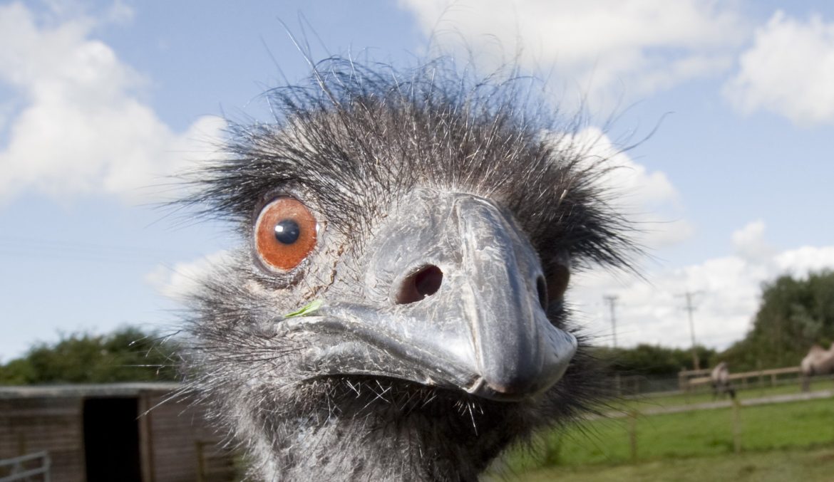 Tragic Outcome in Costa Rica Wildlife Rescue: The Death of an Emu