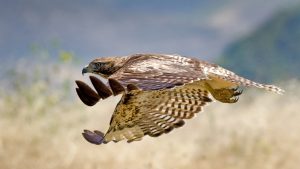 falcon over field
