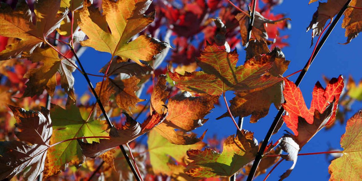 Radical Means “Going to the Root”