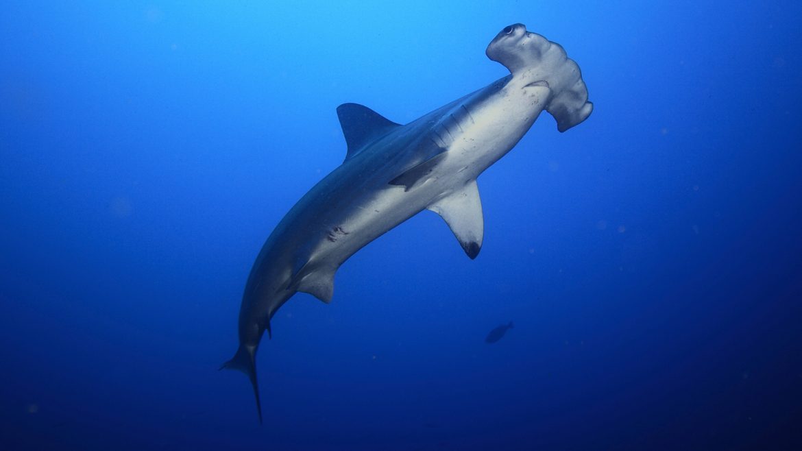 Costa Rica Prepares to Export 10 Tons of Hammerhead Shark Fins