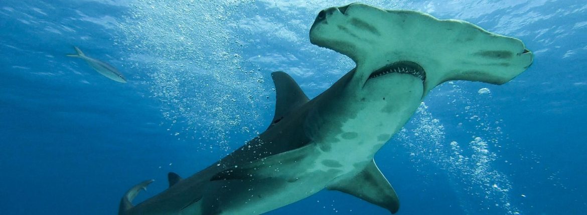 Costa Rica’s Devotion to Environmental Preservation: A Close Look at the Hammerhead Shark