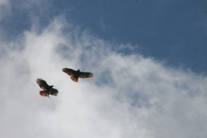 hawks flying scaled