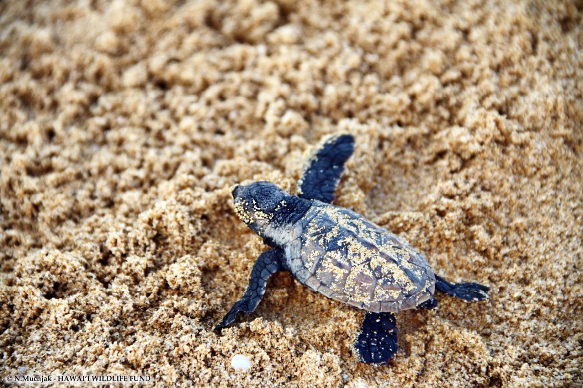 Saving Hawksbill Turtles: SINAC’s New Social Media Crusade Against Illegal Wildlife Trade