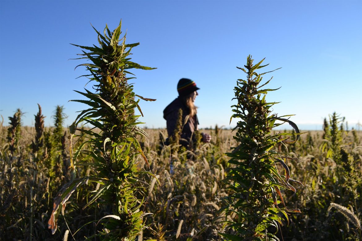 Hemp Industry Expected to Blossom Under New Farm Bill