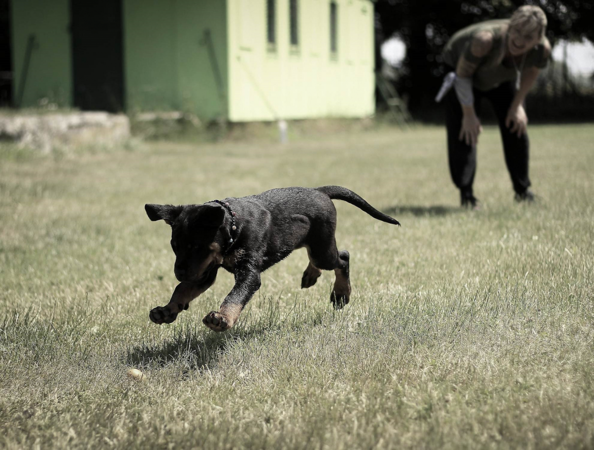 The Best Way to Train Your Dog or Cat According to Max Polyakov’s Advice