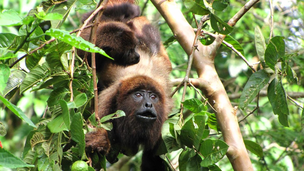 Revolutionizing Wildlife Conservation: AI’s Remarkable Crusade to Save Costa Rica’s Howler Monkeys