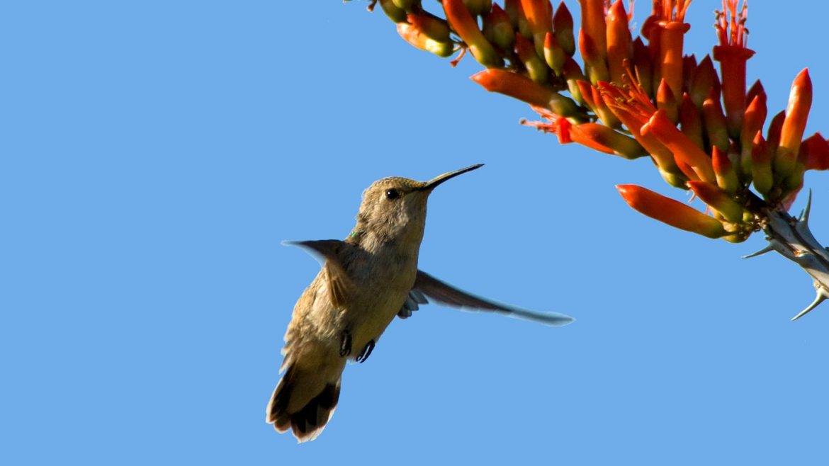 The Language of Being