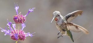 humminbirds california