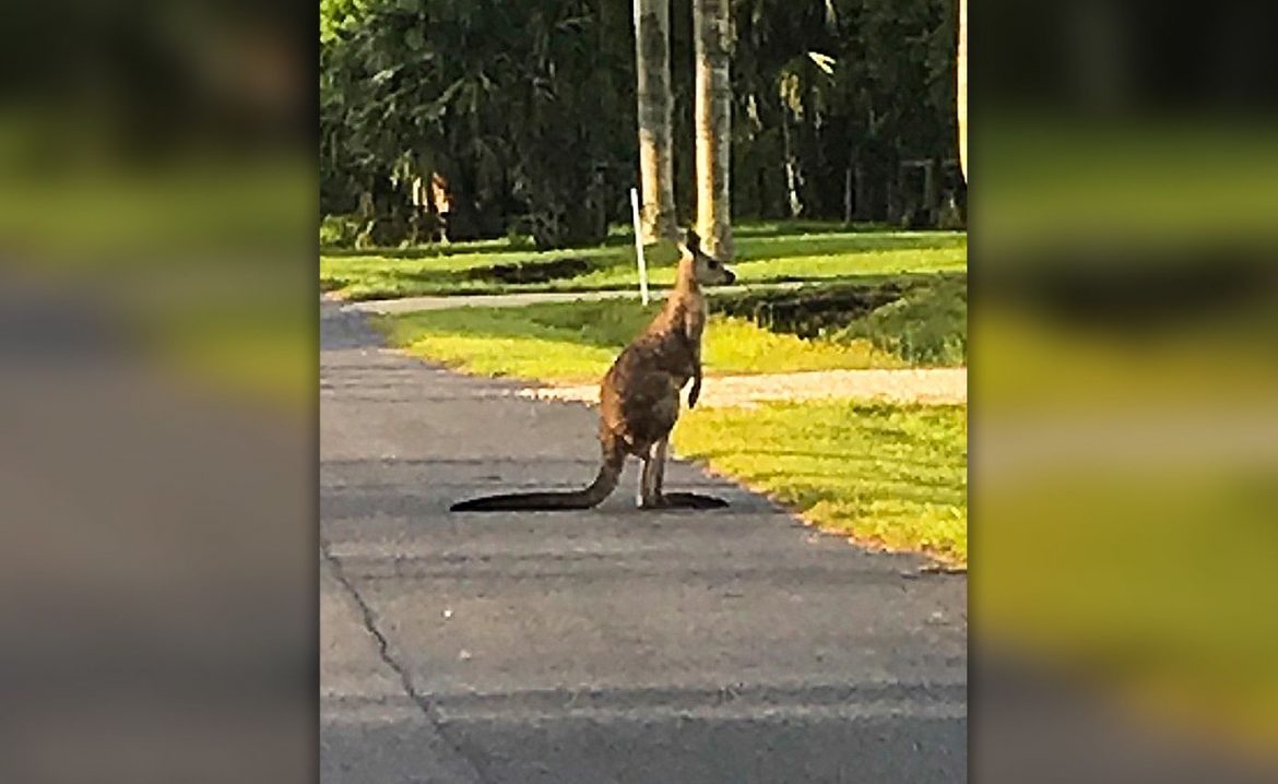 Missing Kangaroo Tracked Down in Florida
