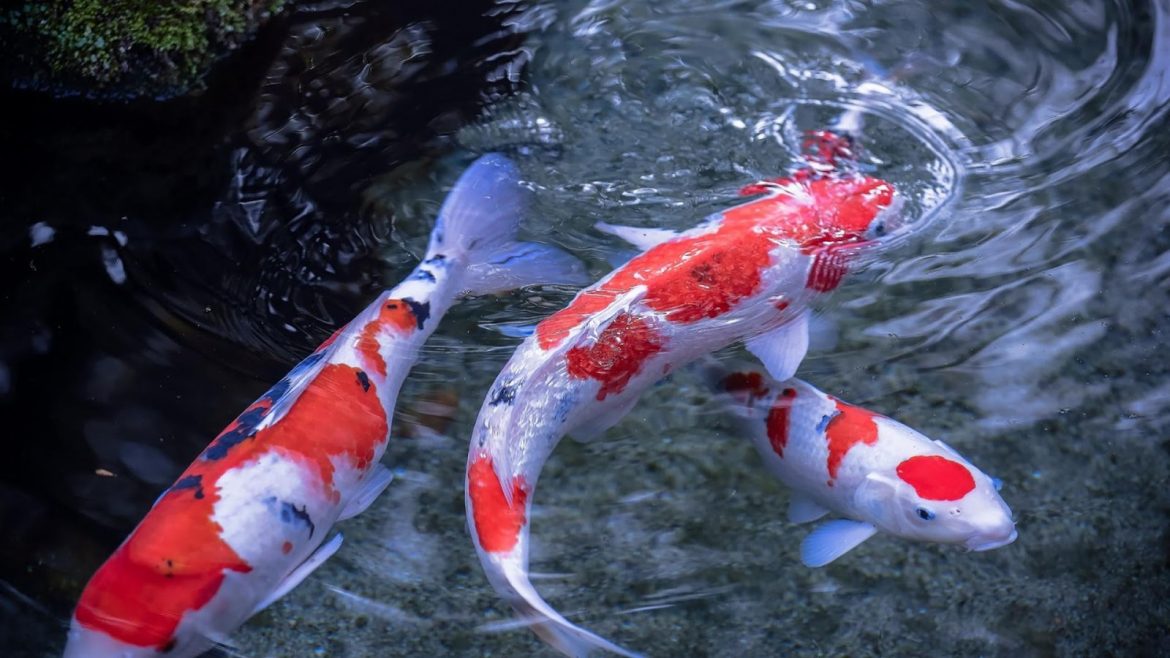 Legends of the Koi Fish