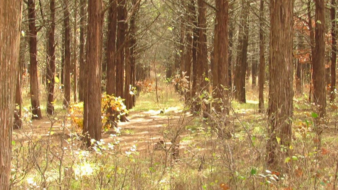 Bukit Timah Monkey Man of Singapore